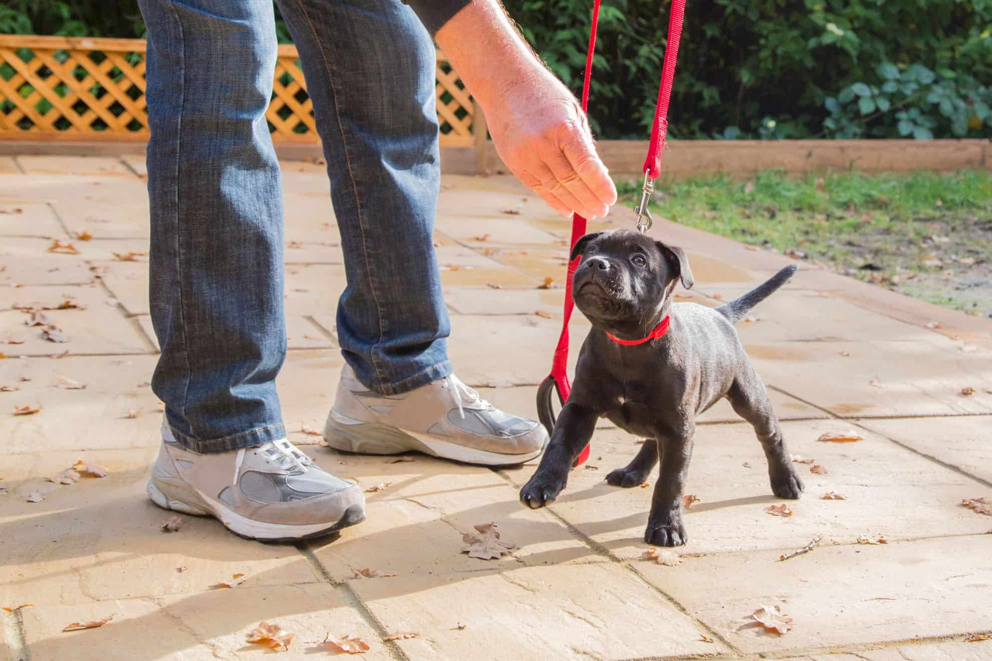 Invest in the Future: Puppy Training Basics