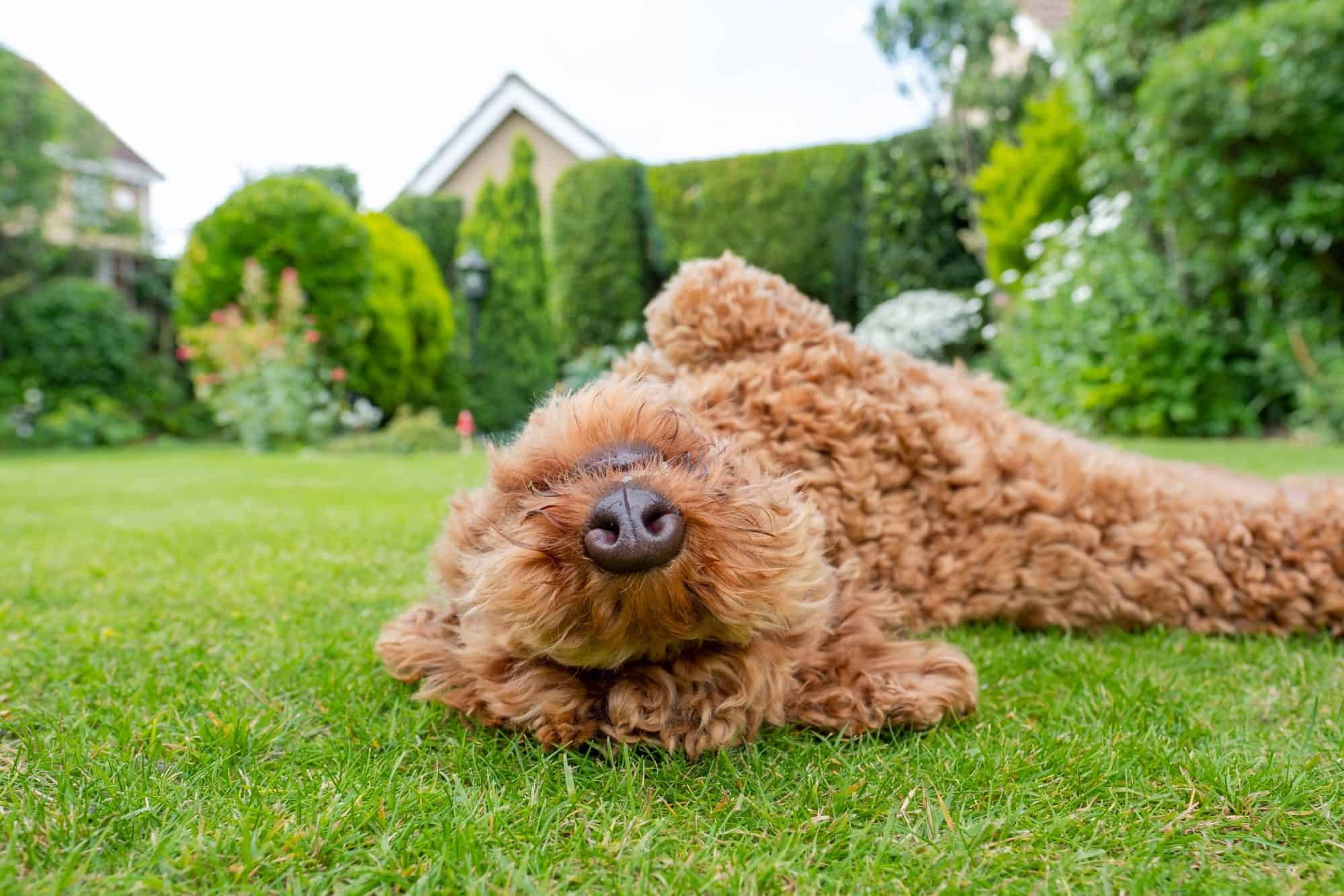 Preparing Your Pet for Summer: A Guide to Keeping Them Safe and Healthy