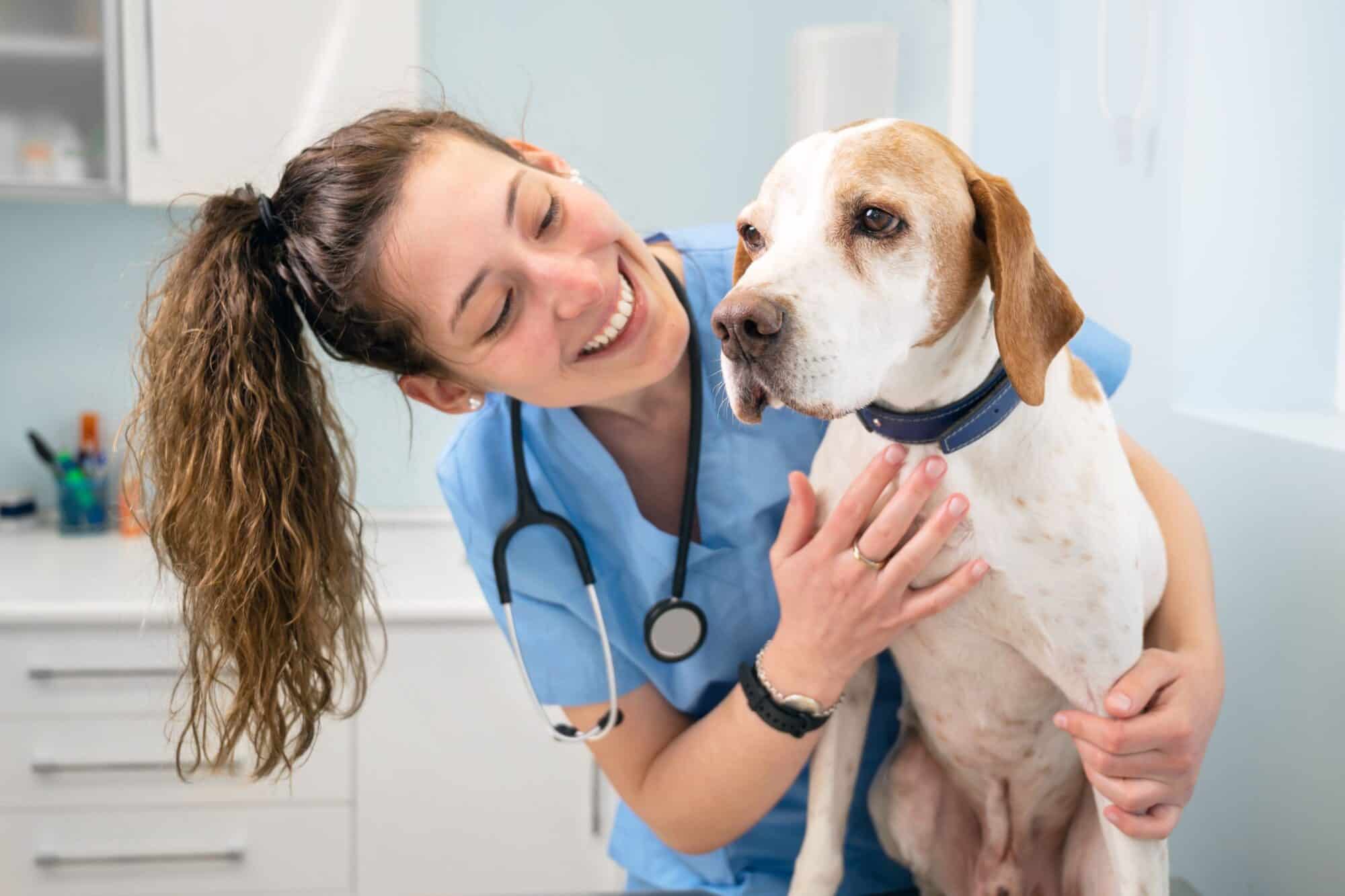 How to Choose a Reliable and Knowledgeable Veterinarian