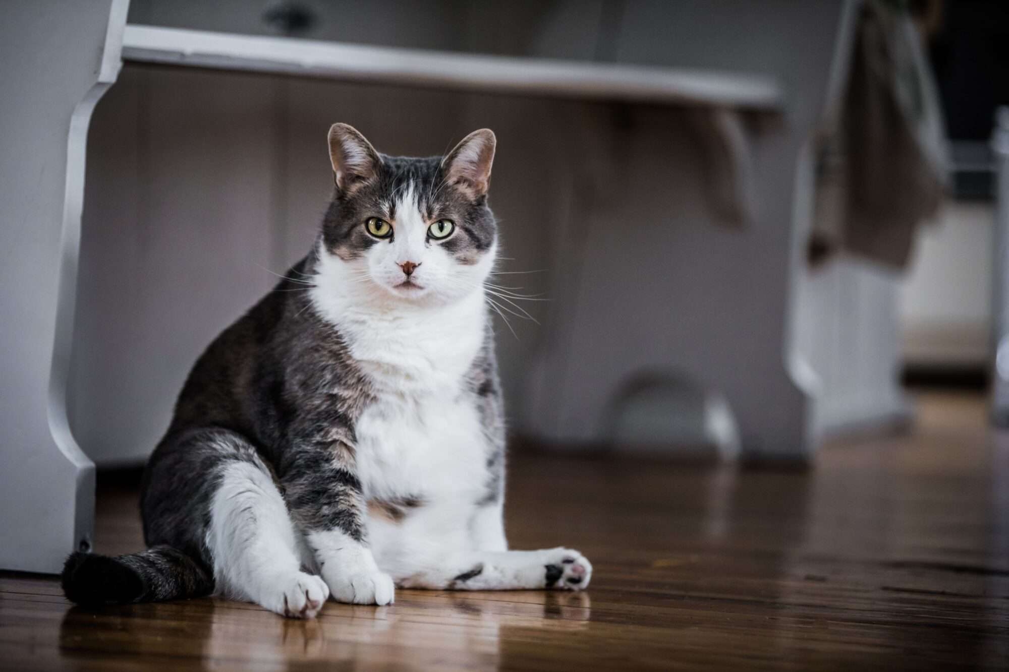 Pet Obesity Awareness Month: Tips for Maintaining a Healthy Weight
