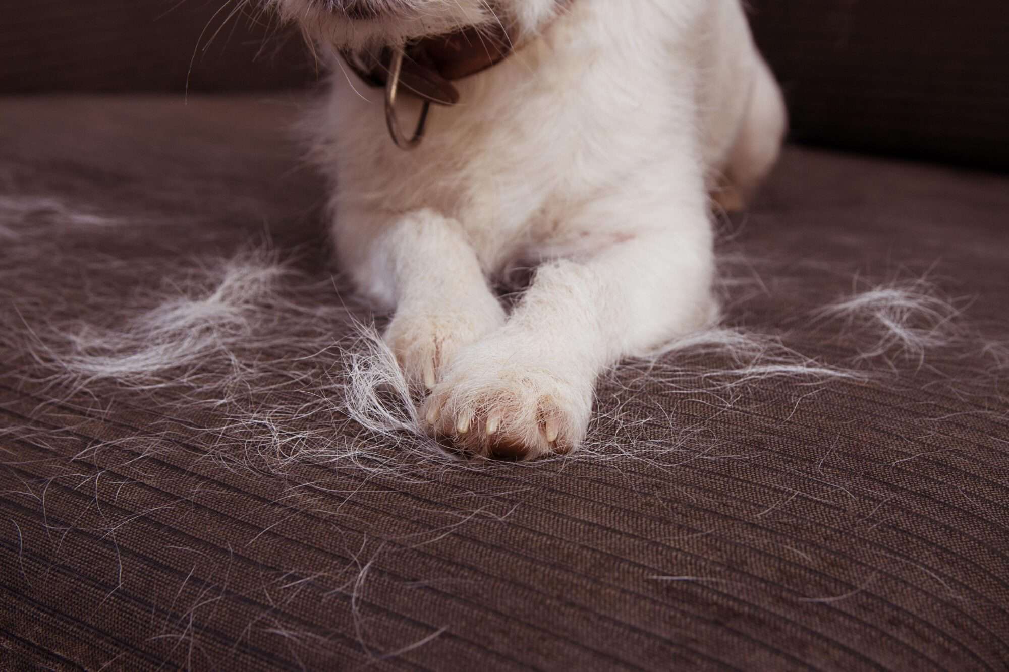 Springtime Means Your Pets Will Start Shedding:  Don’t Worry, They’re Healthy!