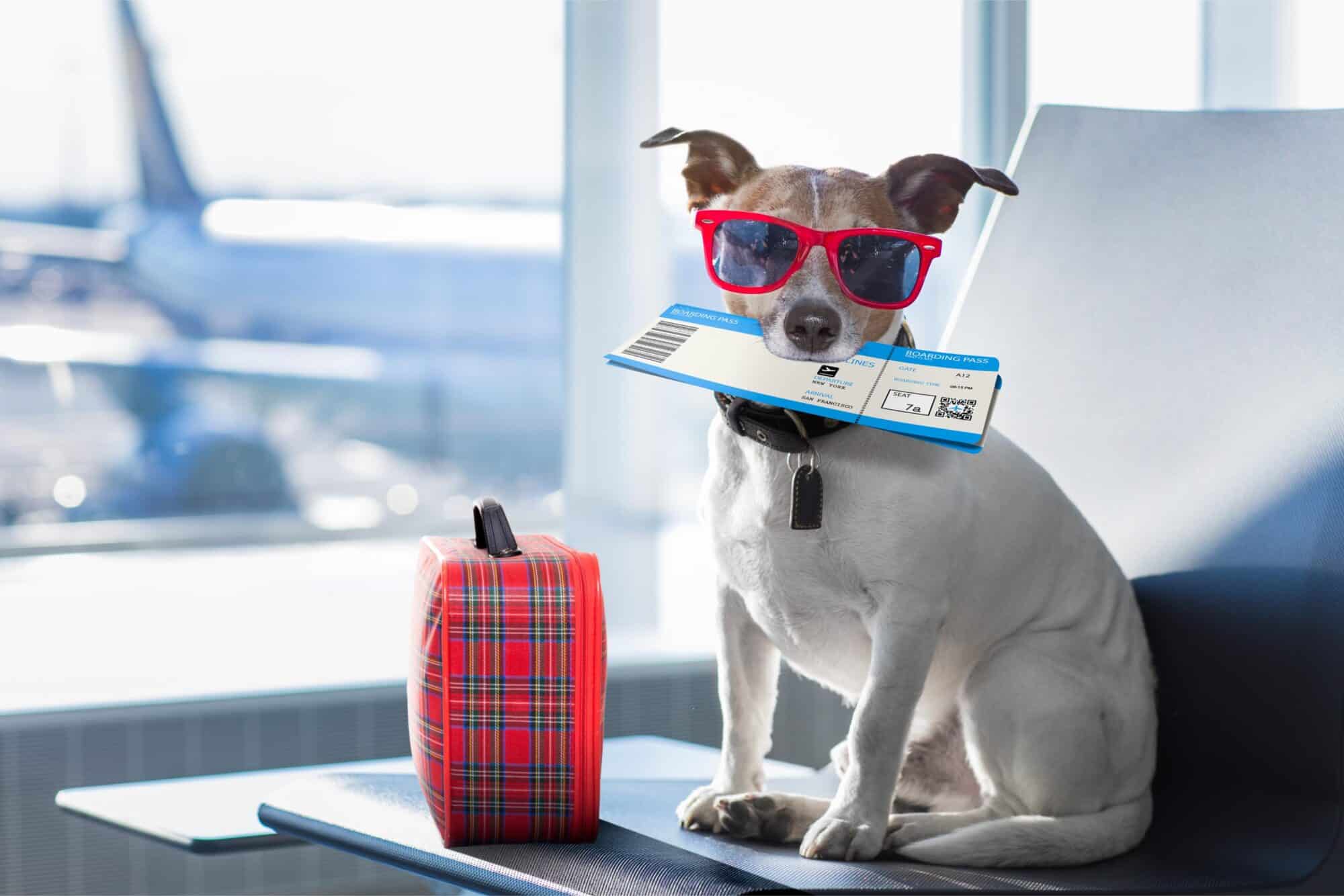 Dog with boarding pass