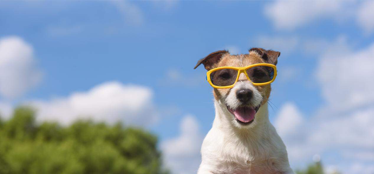 dog in sunglasses.