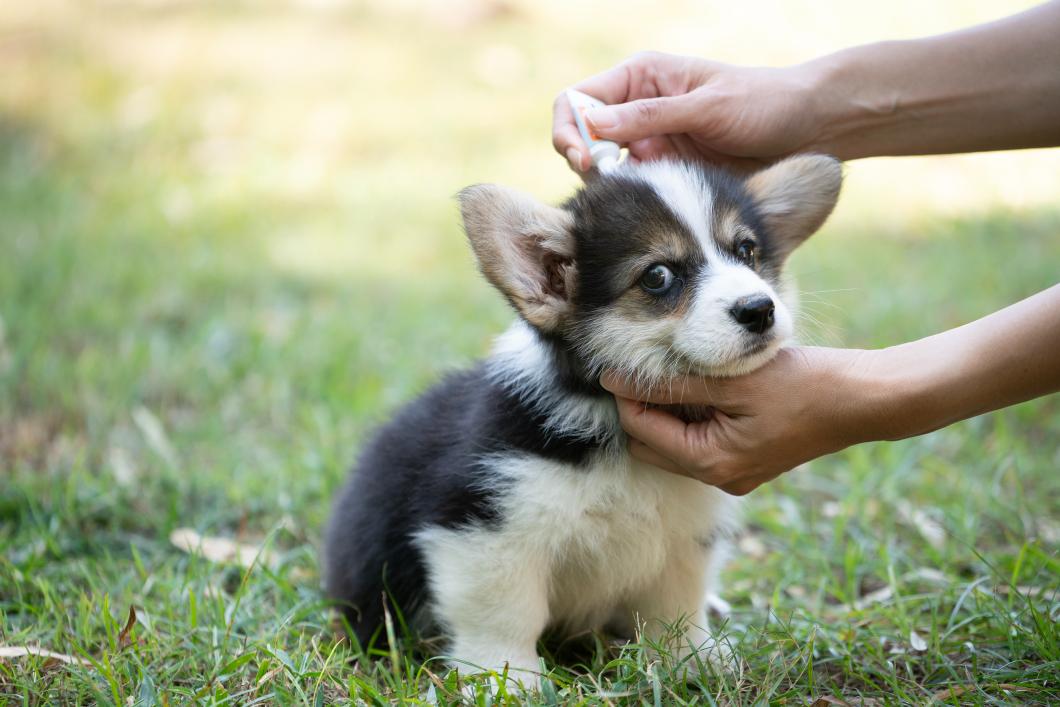 Flea and Tick Prevention for Pets: Essential Summer Guide by Veterinary Experts