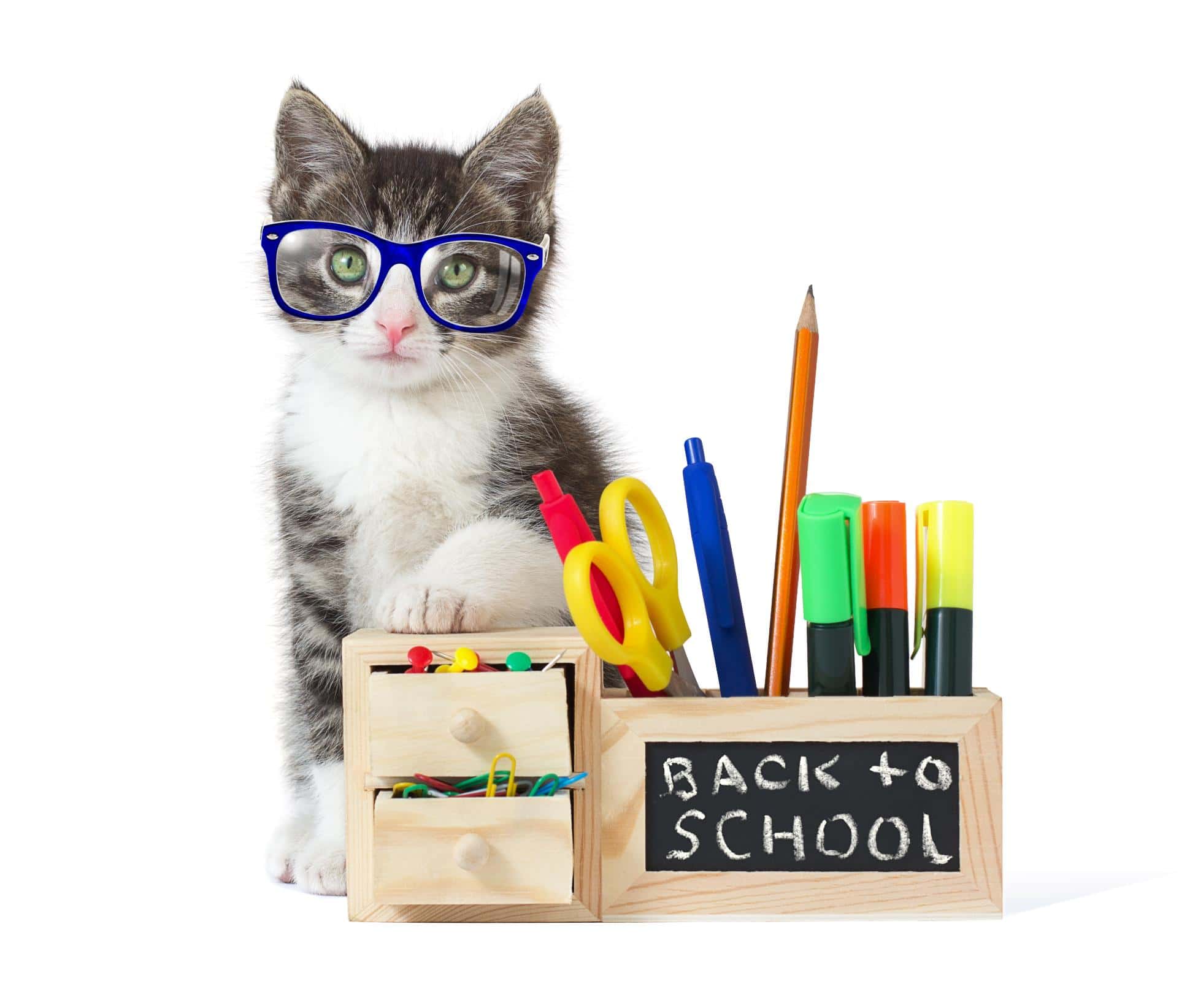 Back-to-School: Adjusting Your Pet’s Routine as the Family Schedule Changes