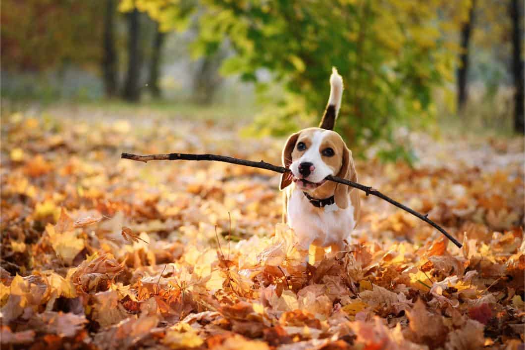 Fall Pet Safety: Keeping Your Furry Friends Safe This Season