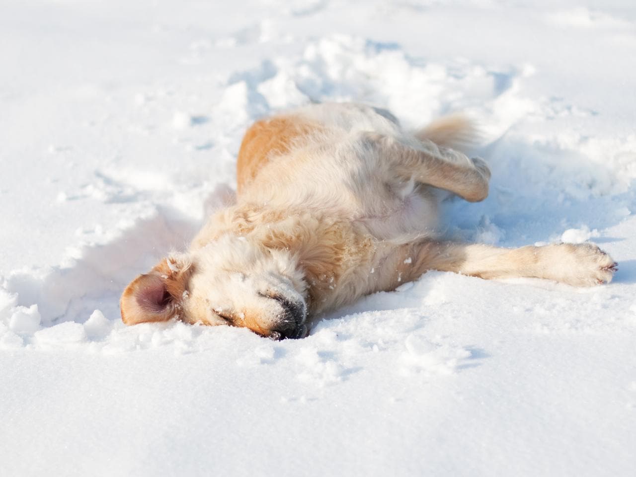 Winter Grooming Tips for Pets: Maintaining Healthy Skin and Coat