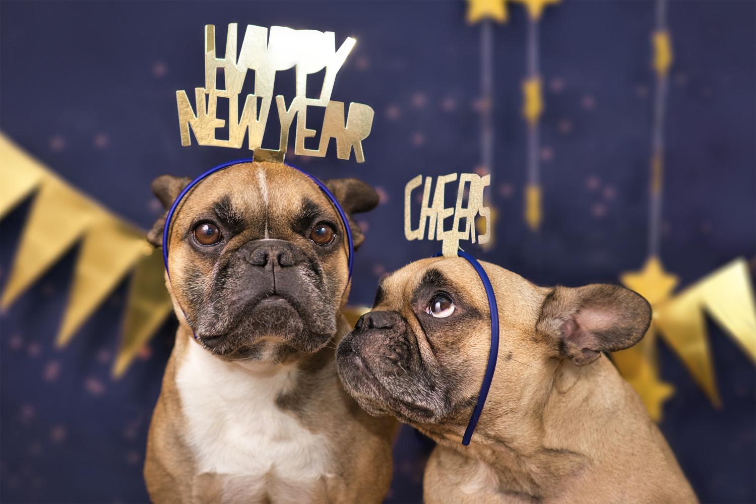 New Year, New Pet Health Resolutions: Tips for a Healthy Start