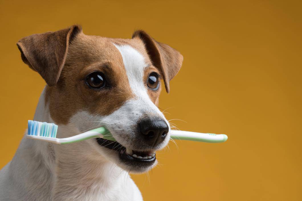 Pet Dental Health Month: The Importance of Oral Care for Your Pets